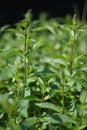 Peppermint, Mentha Ãâ piperita, also known as Mentha balsamea Wild is a hybrid mint, a cross between watermint and spearmint.